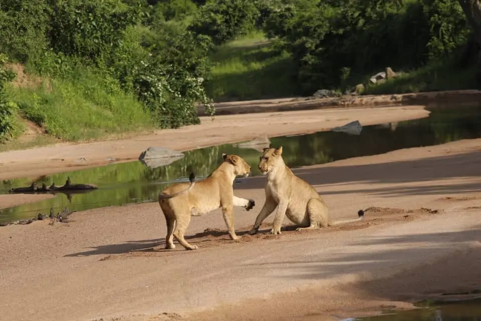 Wildlife safari experience in Tanzania