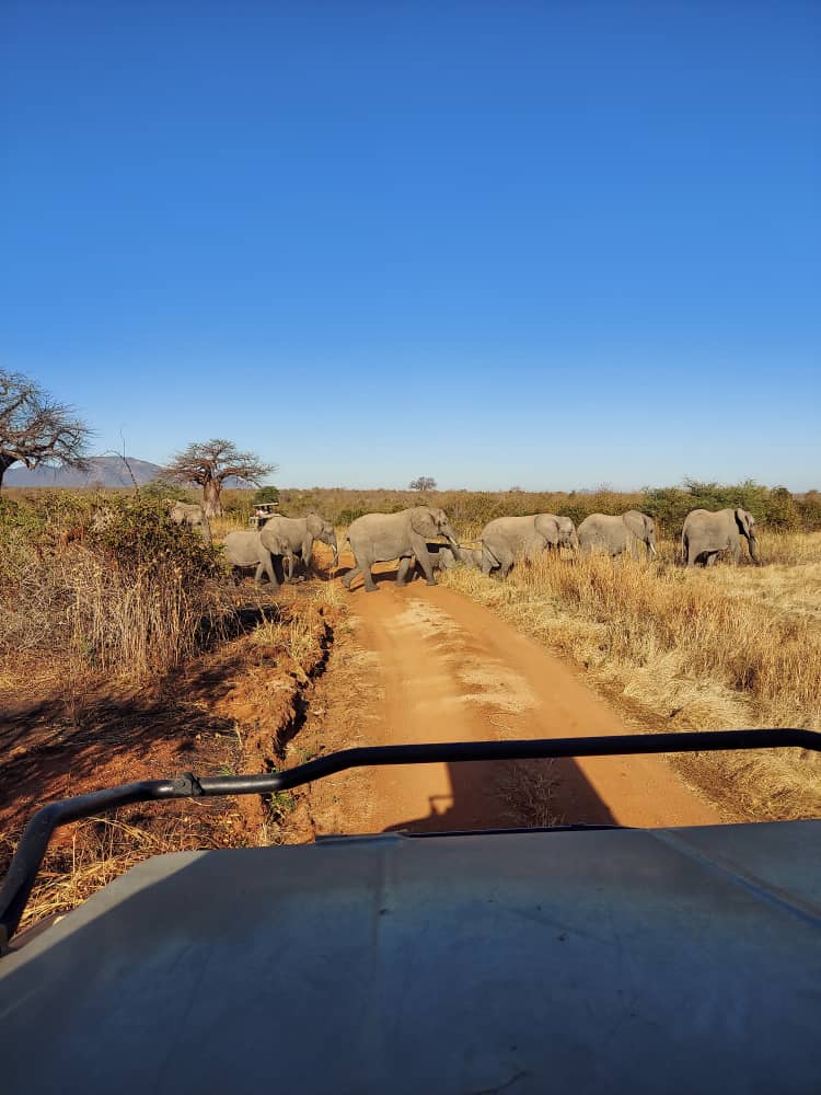 Daily life on safari with Wild Gaze