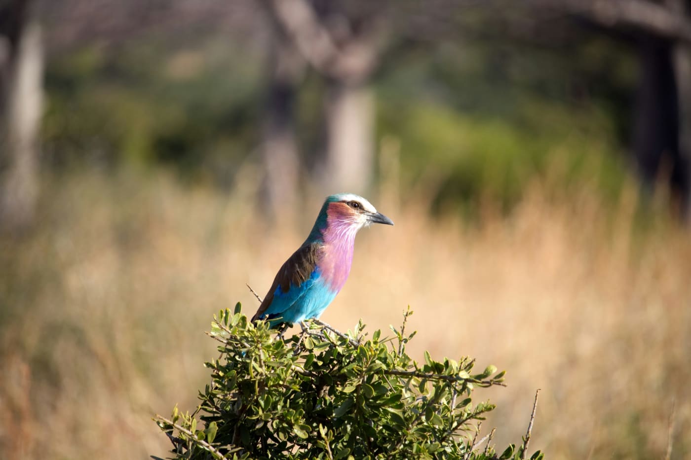 Birding safari in Tanzania