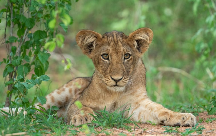 4 Days Safari Ruaha