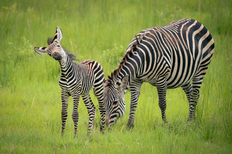 Mikumi National Park