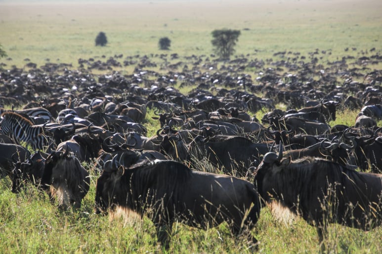 4 Days Camping Safari Serengeti Ngorongoro