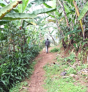 Day Trip to Materuni Waterfalls and Coffee Tour