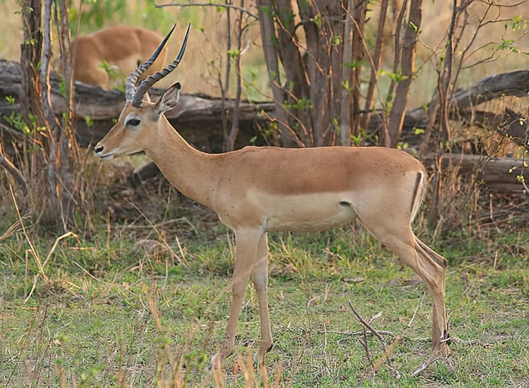 Ibanda-Kyerwa National Park – photo 2