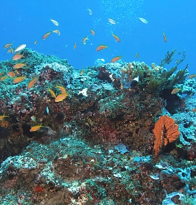 Jibondo Island, Mafia