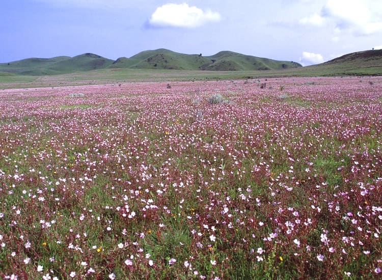 Kitulo National Park – photo 1