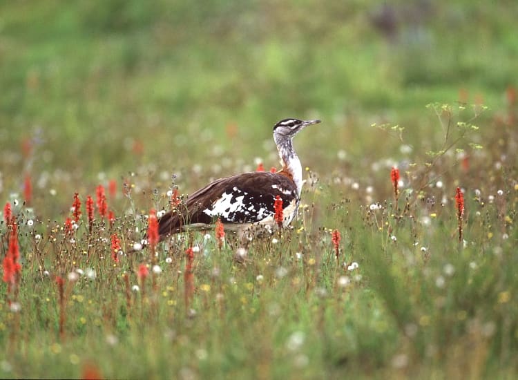 Kitulo National Park – photo 2