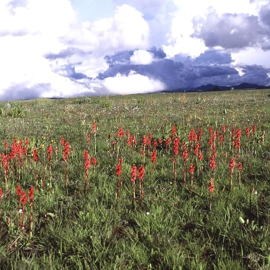 Kitulo National Park