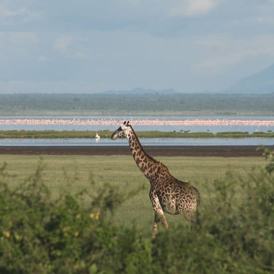 Lake Manyara National Park