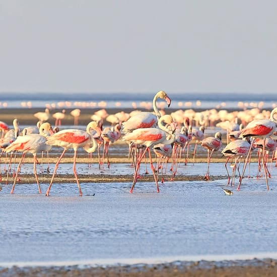 Lake Natron