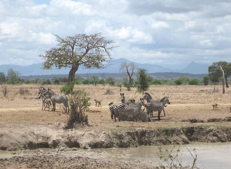 1 Day Safari Mikumi National Park
