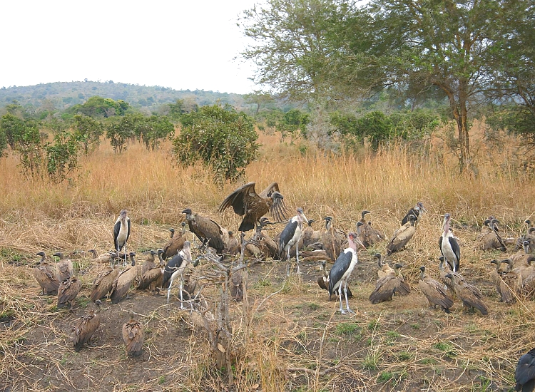Mikumi National Park – photo 3