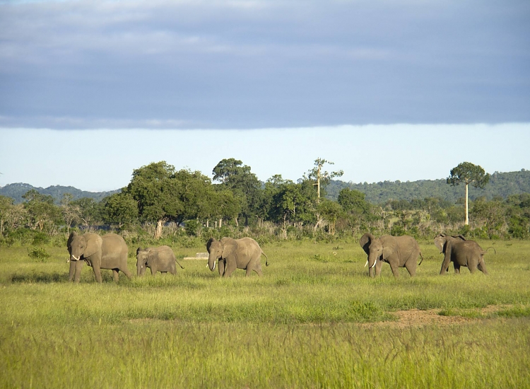 Mikumi National Park – photo 4