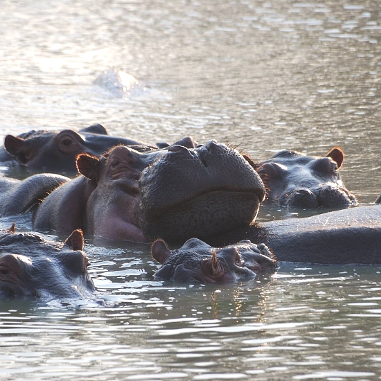Mikumi National Park – photo 5