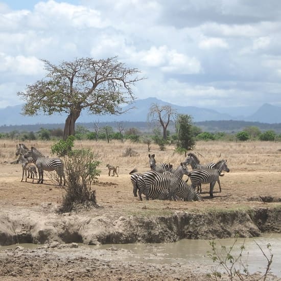 Mikumi National Park