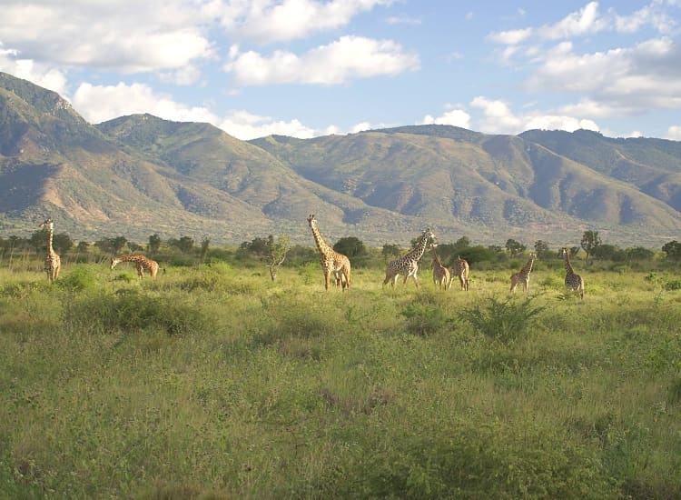 Mkomazi National Park – photo 1
