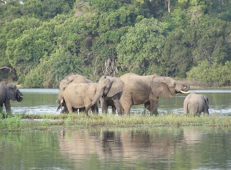 Nyerere National Park – photo 1