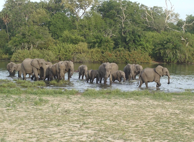 Nyerere National Park – photo 3