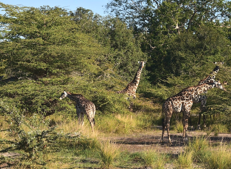Nyerere National Park – photo 4