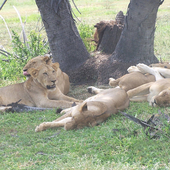 Nyerere National Park – photo 5