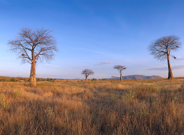 Ruaha National Park – photo 3