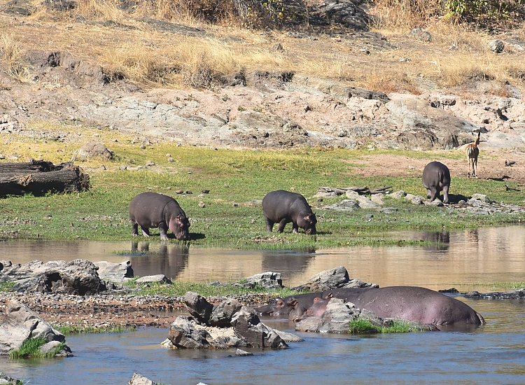 Ruaha National Park – photo 4