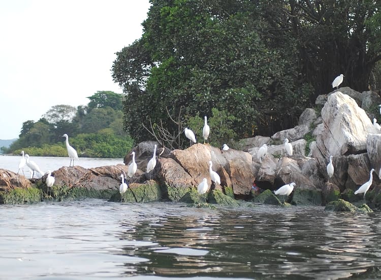 Rubondo Island National Park – photo 1