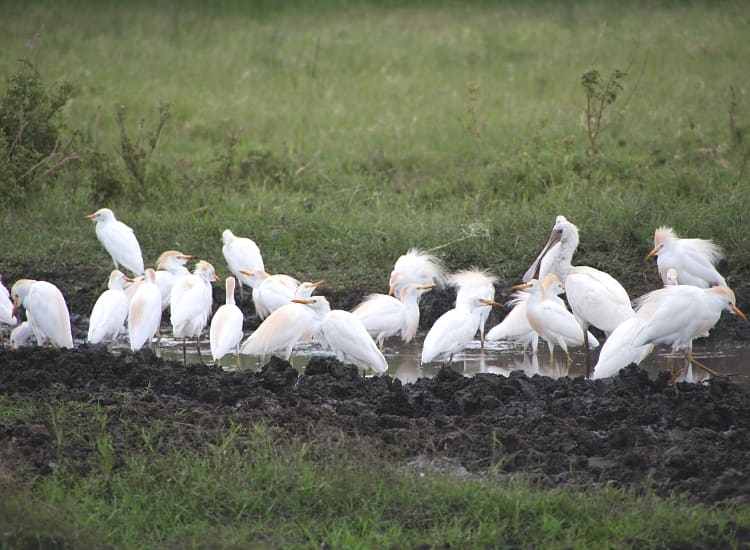 Serengeti National Park – photo 2