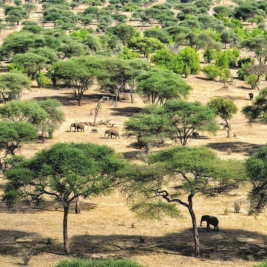 Tarangire National Park