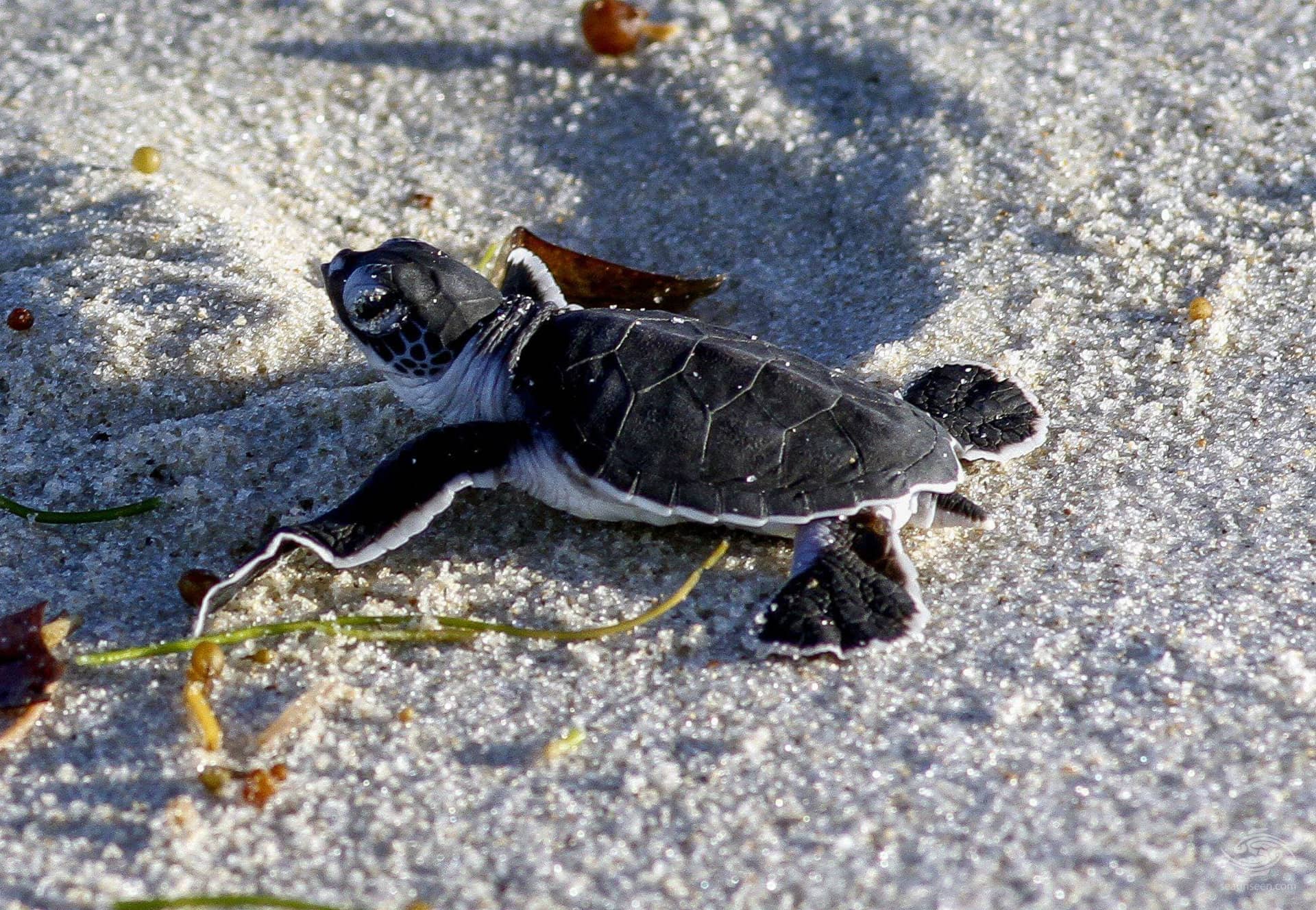 Juani Island Turtle Hatching – A Young Turtle Just Hatched On Its Way To The Sea In Mafia Island