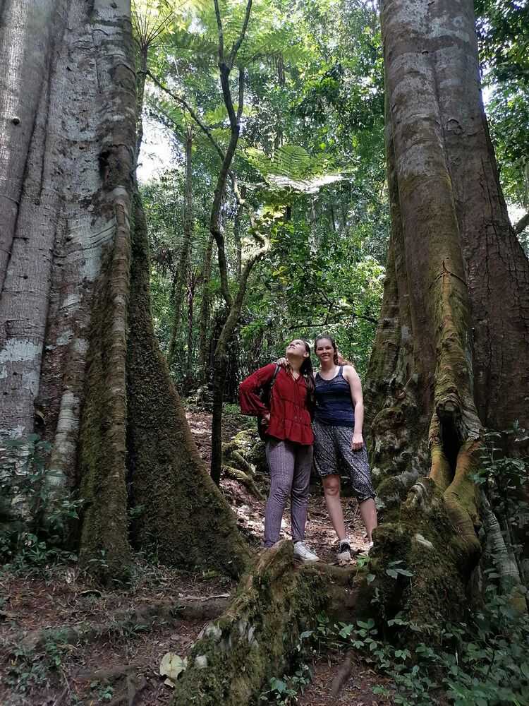 Amani Nature Forest Reserves
