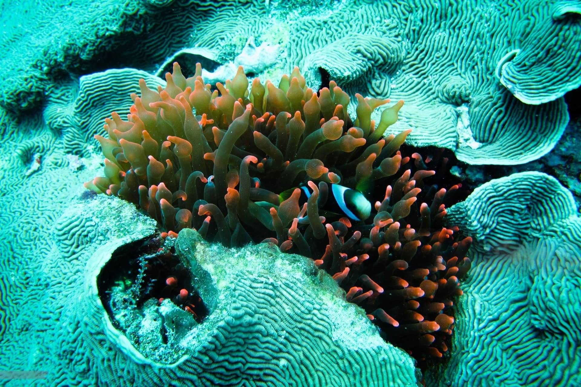Chole Bay & Fisherman Island – Anemonefish Hidden In Bubble Anemone In Chole Bay Mafia Island