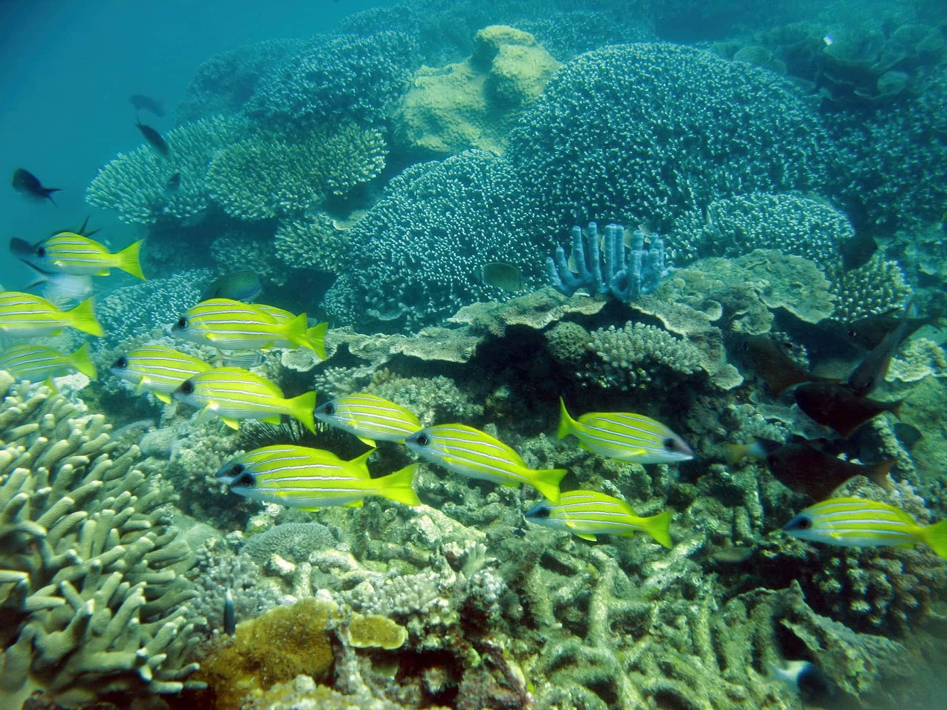 Mnazi Bay - Ruvuma Estuary Marine Park