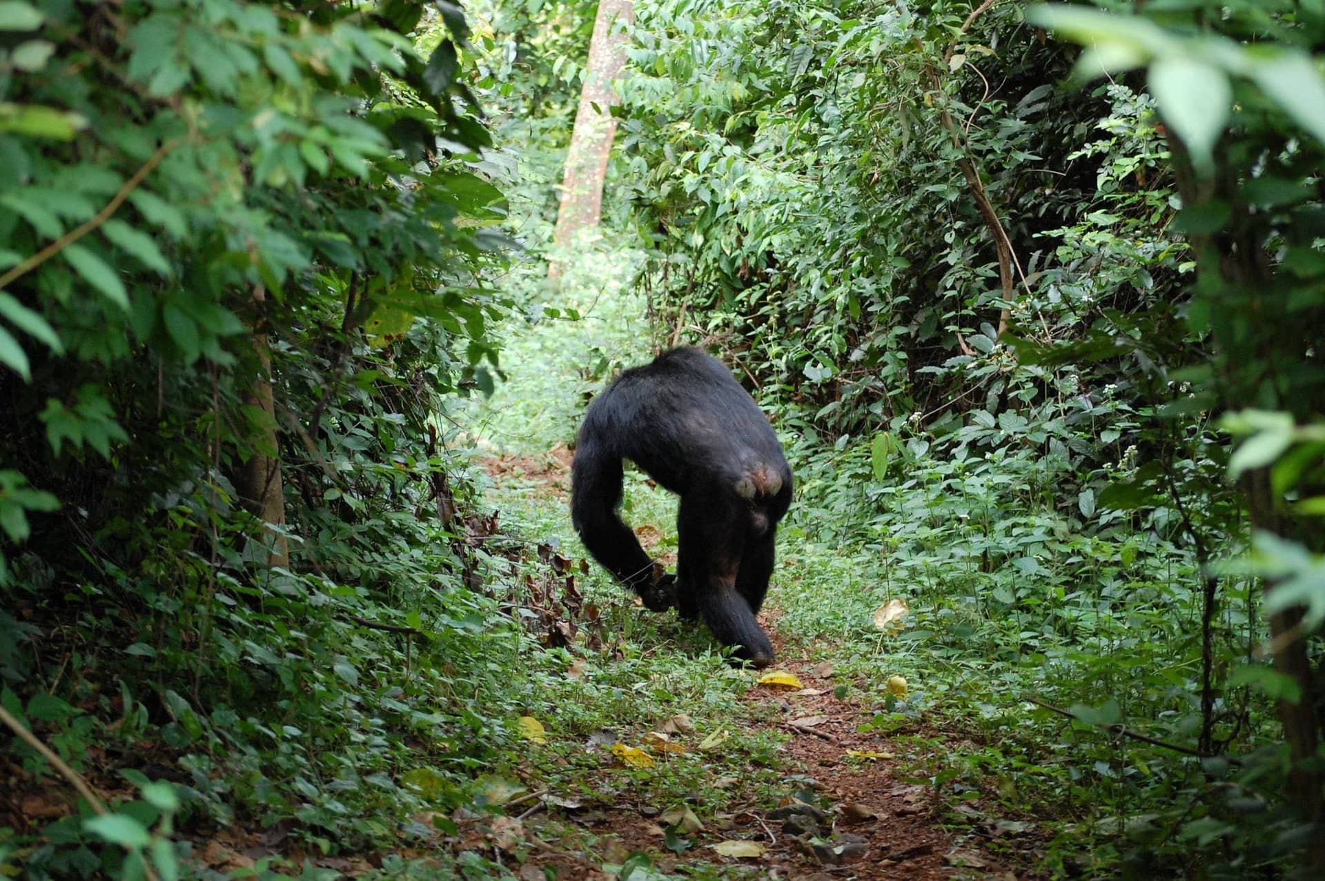 Gombe Stream National Park