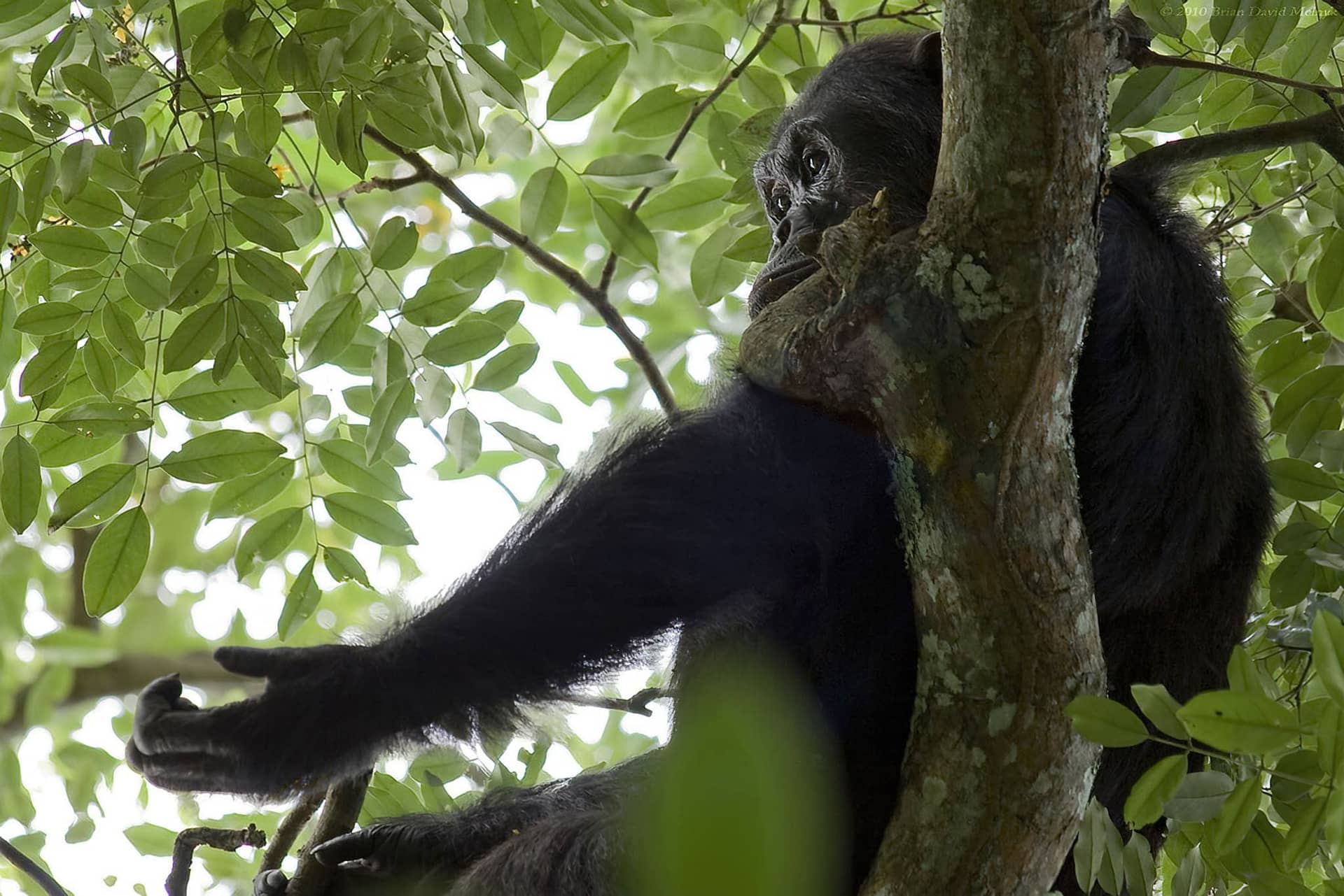 Day Trip to Gombe National Park