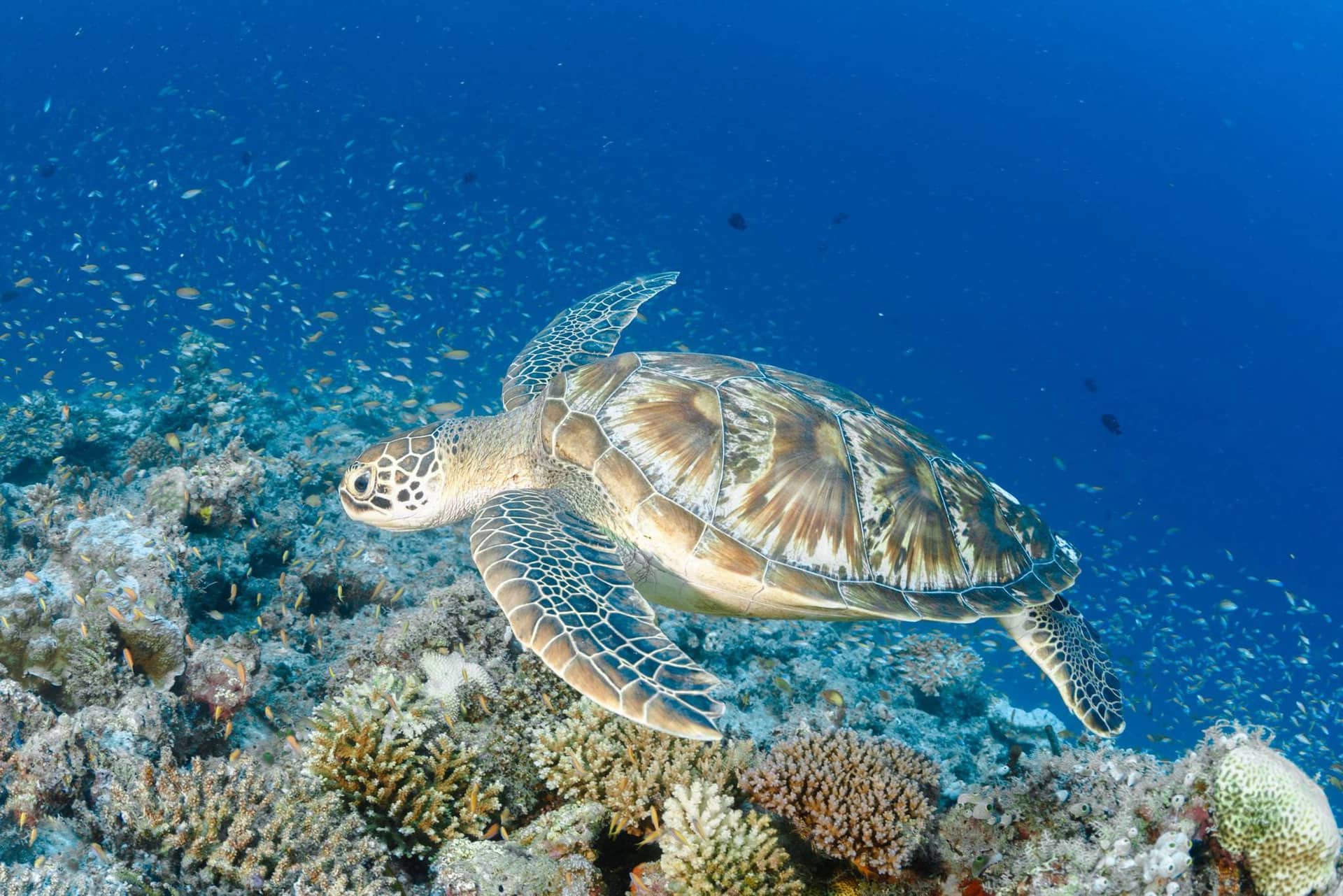 Juani Island Turtle Hatching