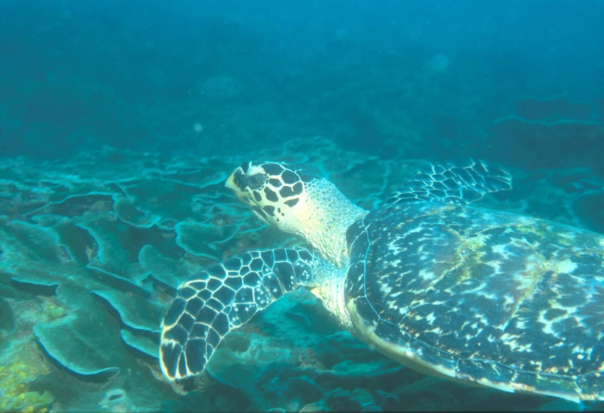 Juani Island Turtle Hatching – Mafia Island Marine Reserve Sea Turtle