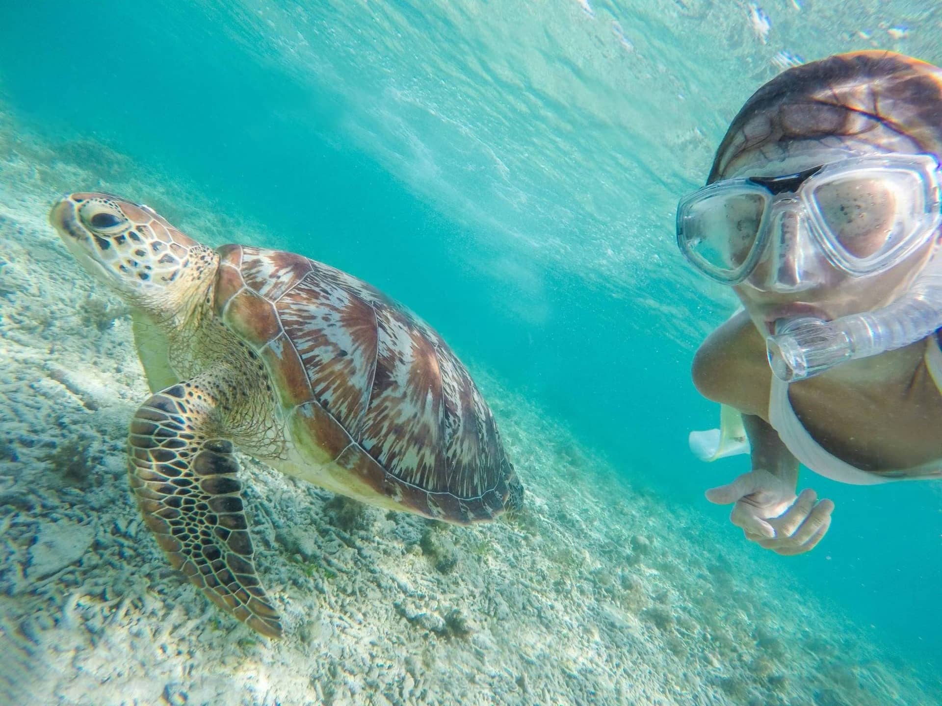 Juani Island Turtle Hatching