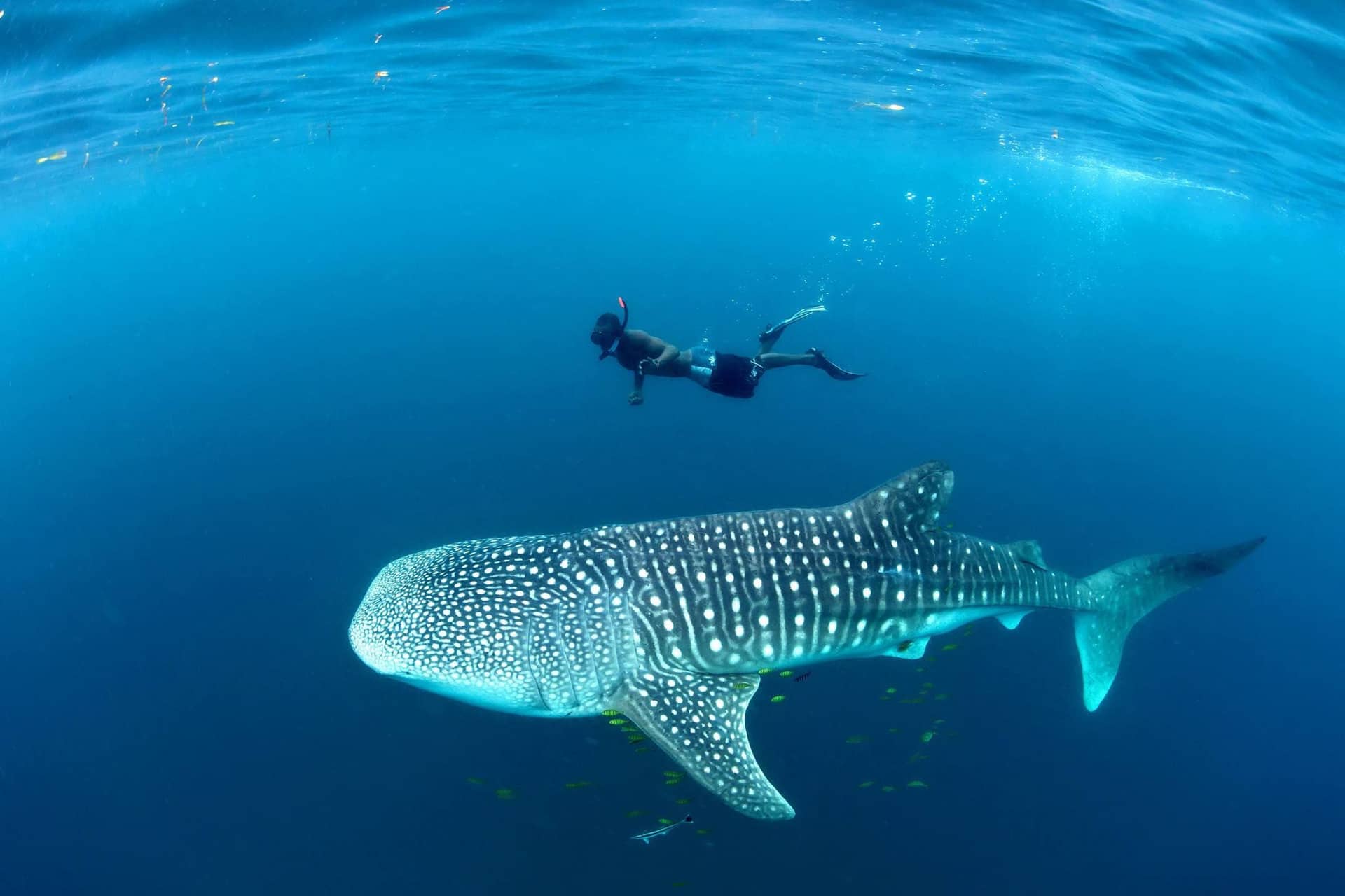 Whale Sharks & Humpback Whales