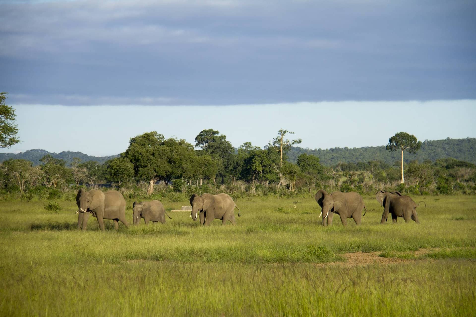 3 Days Safari to Udzungwa & Mikumi National Parks