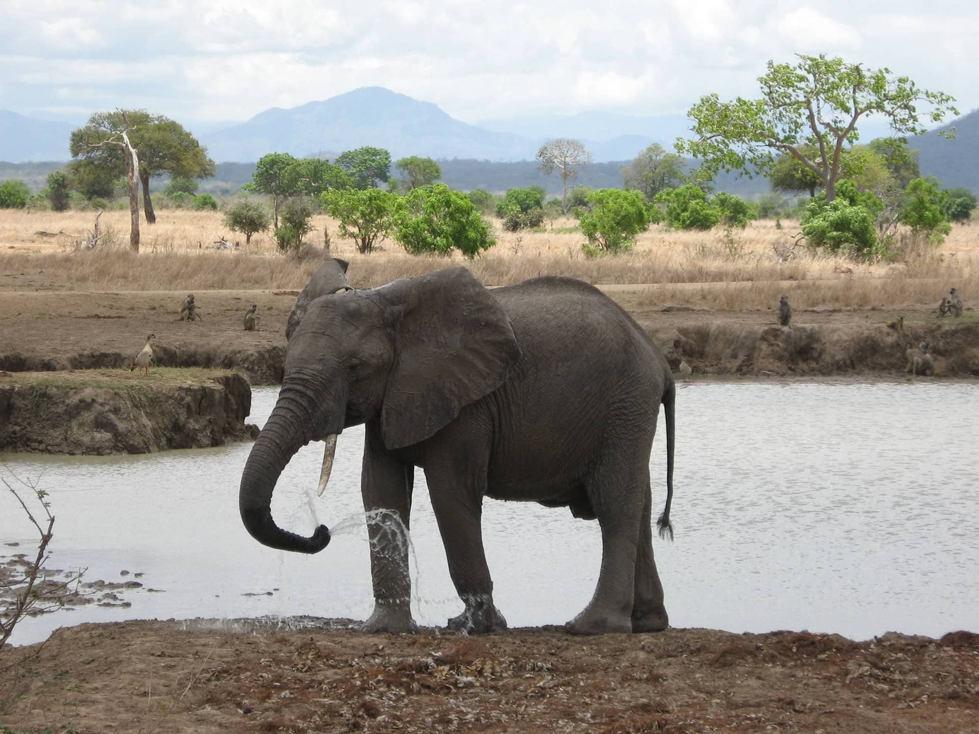 3 Days Safari to Udzungwa & Mikumi National Parks