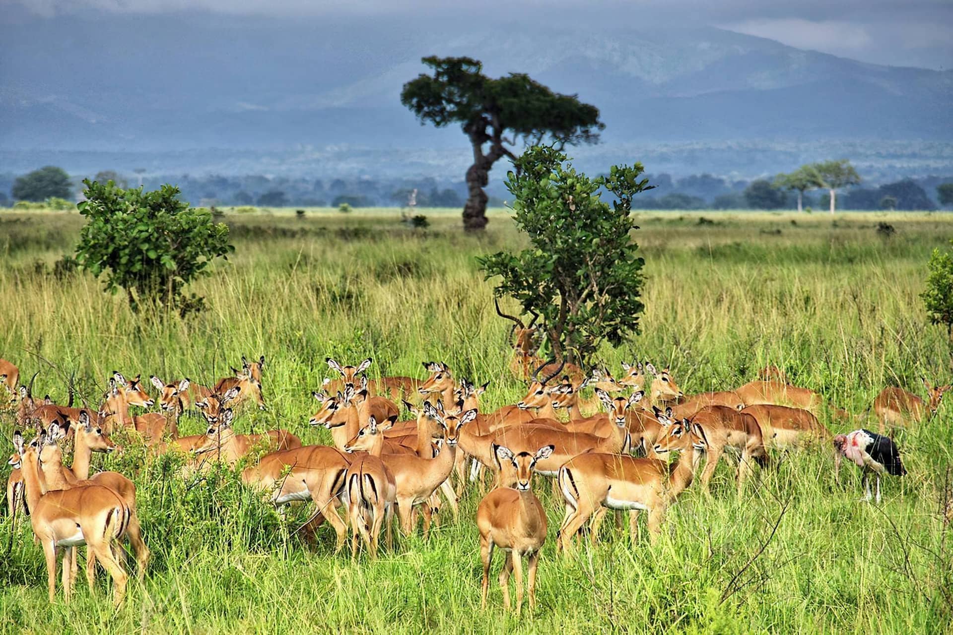 3 Days Safari to Mikumi National Park