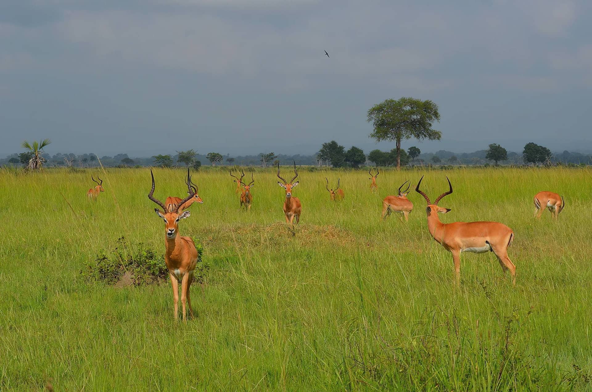 Mikumi National Park