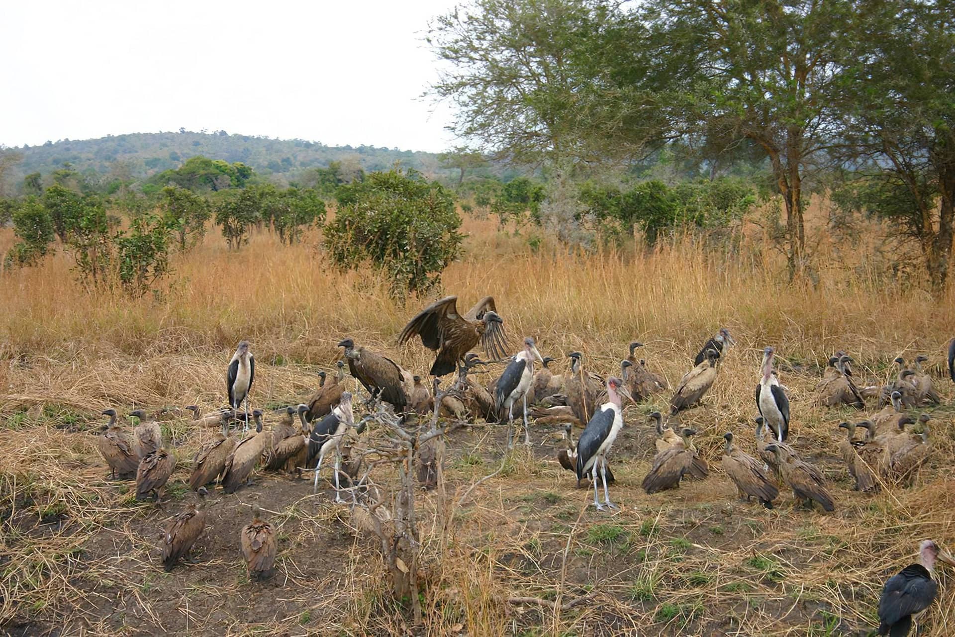 Mikumi National Park