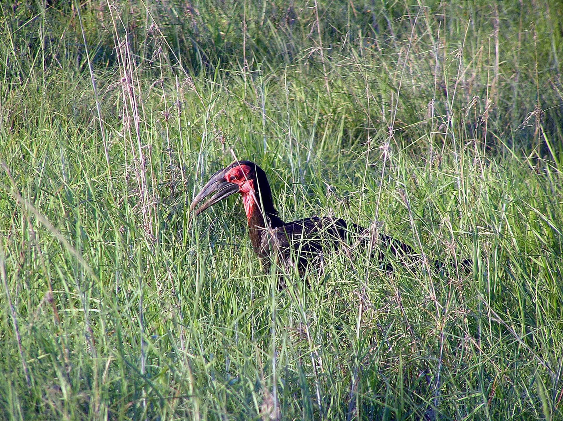 Mikumi National Park