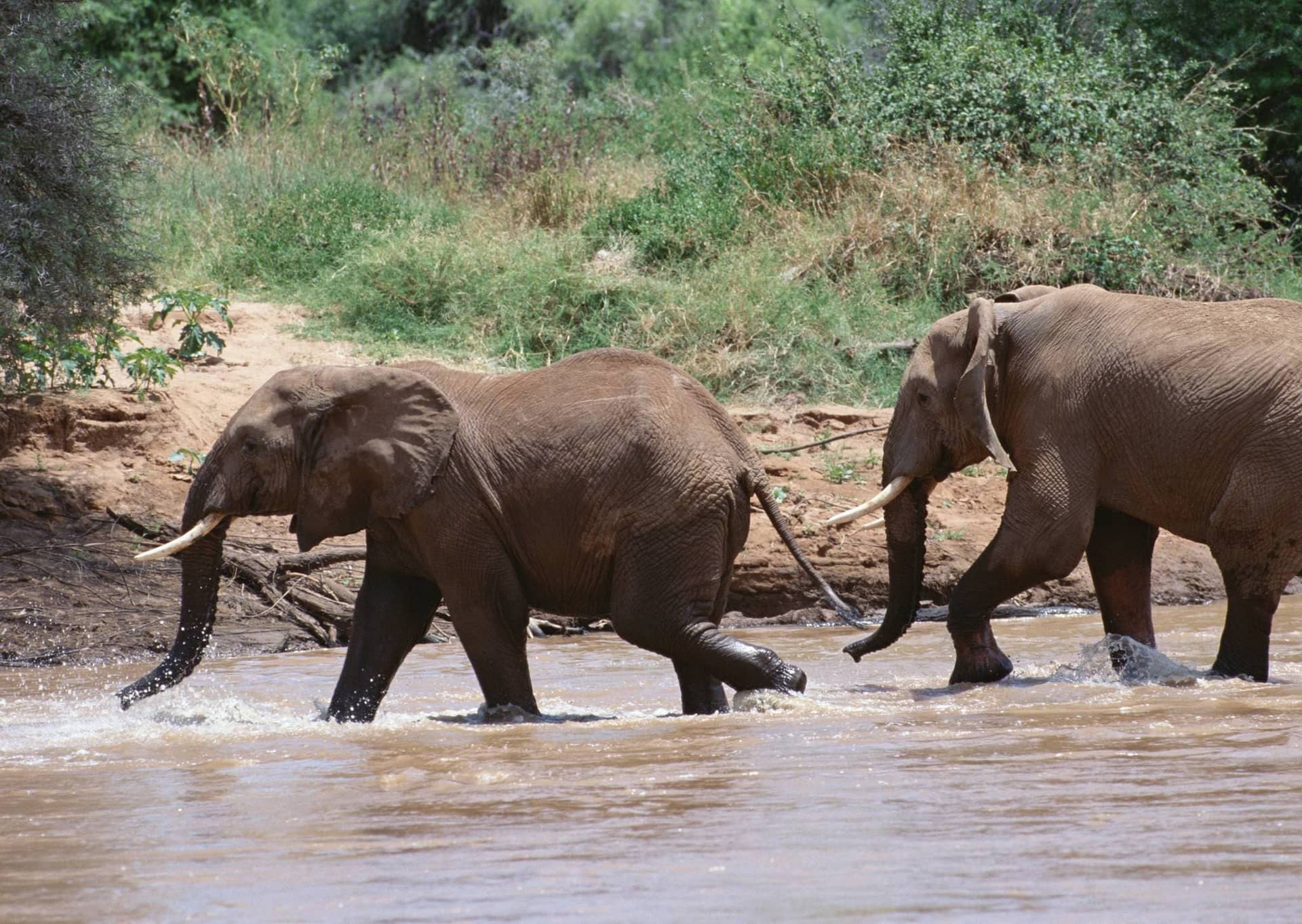 Mkomazi National Park