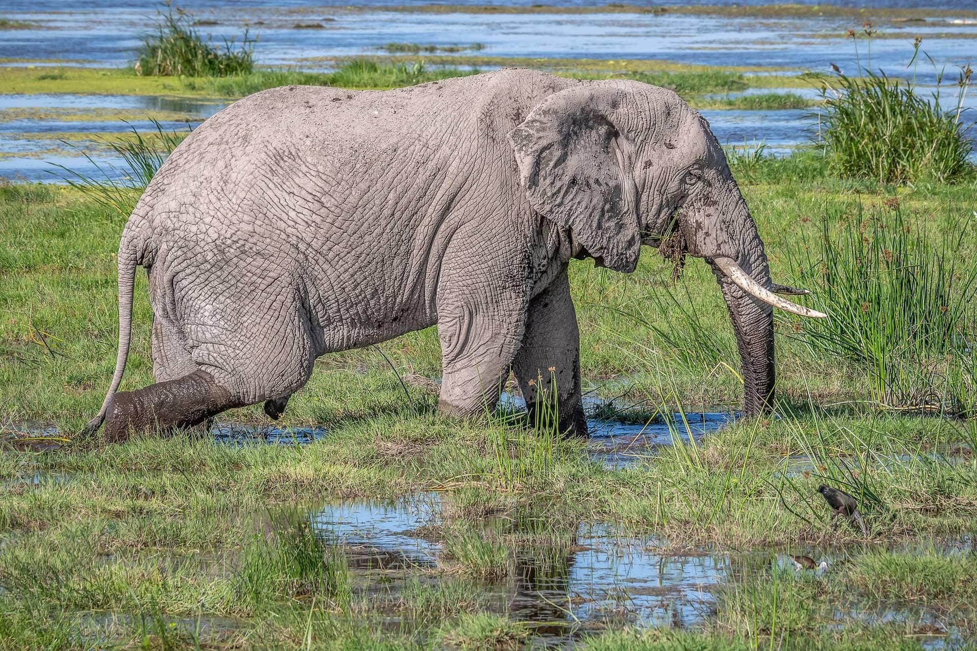 Ngorongoro Conservation Area