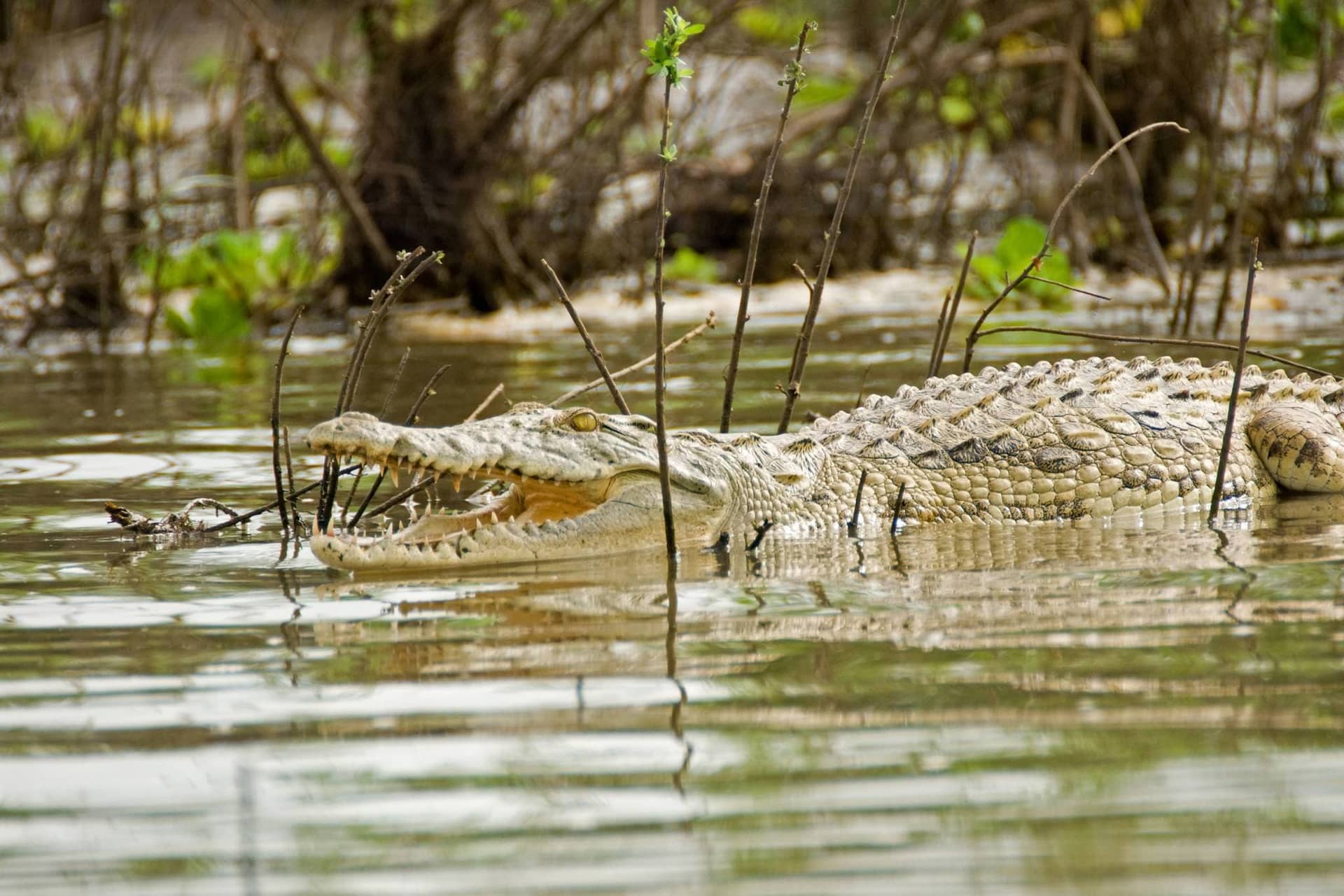 Nyerere National Park