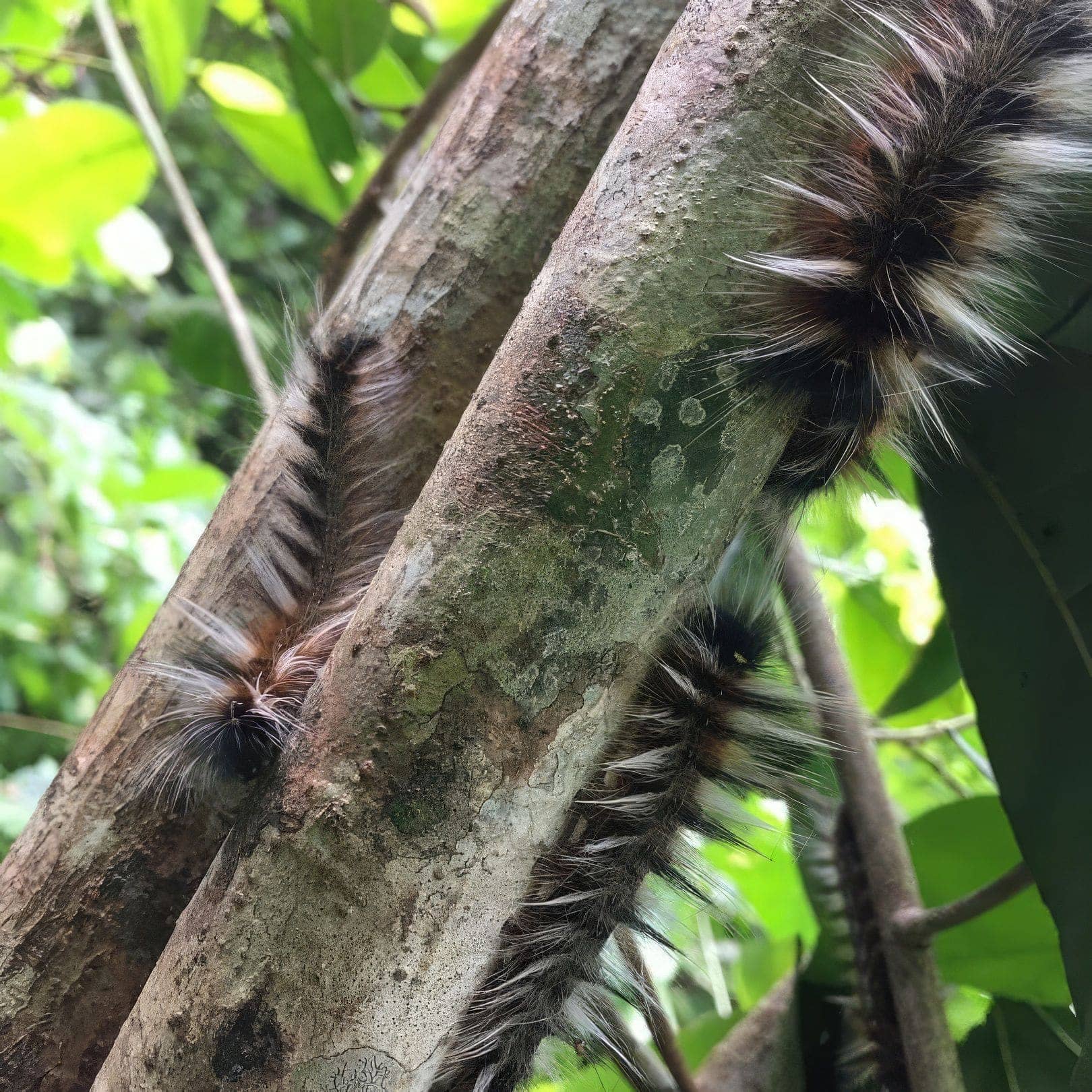 Pugu Kazimzumbwi Nature Forest Reserve