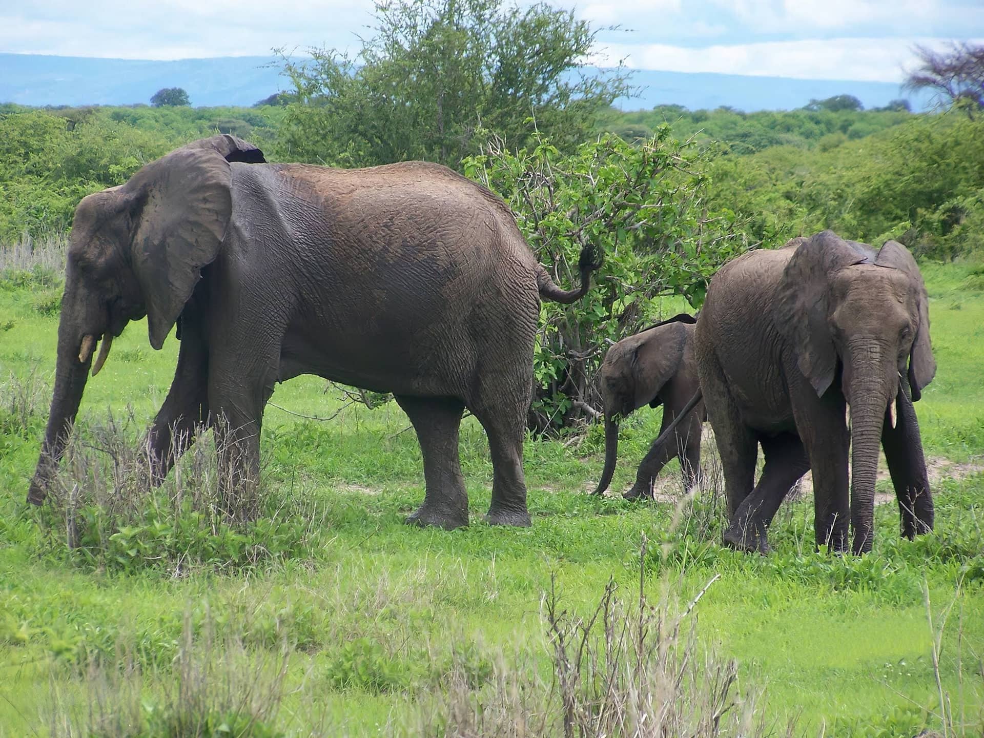 2 Days Safari to Ruaha National Park